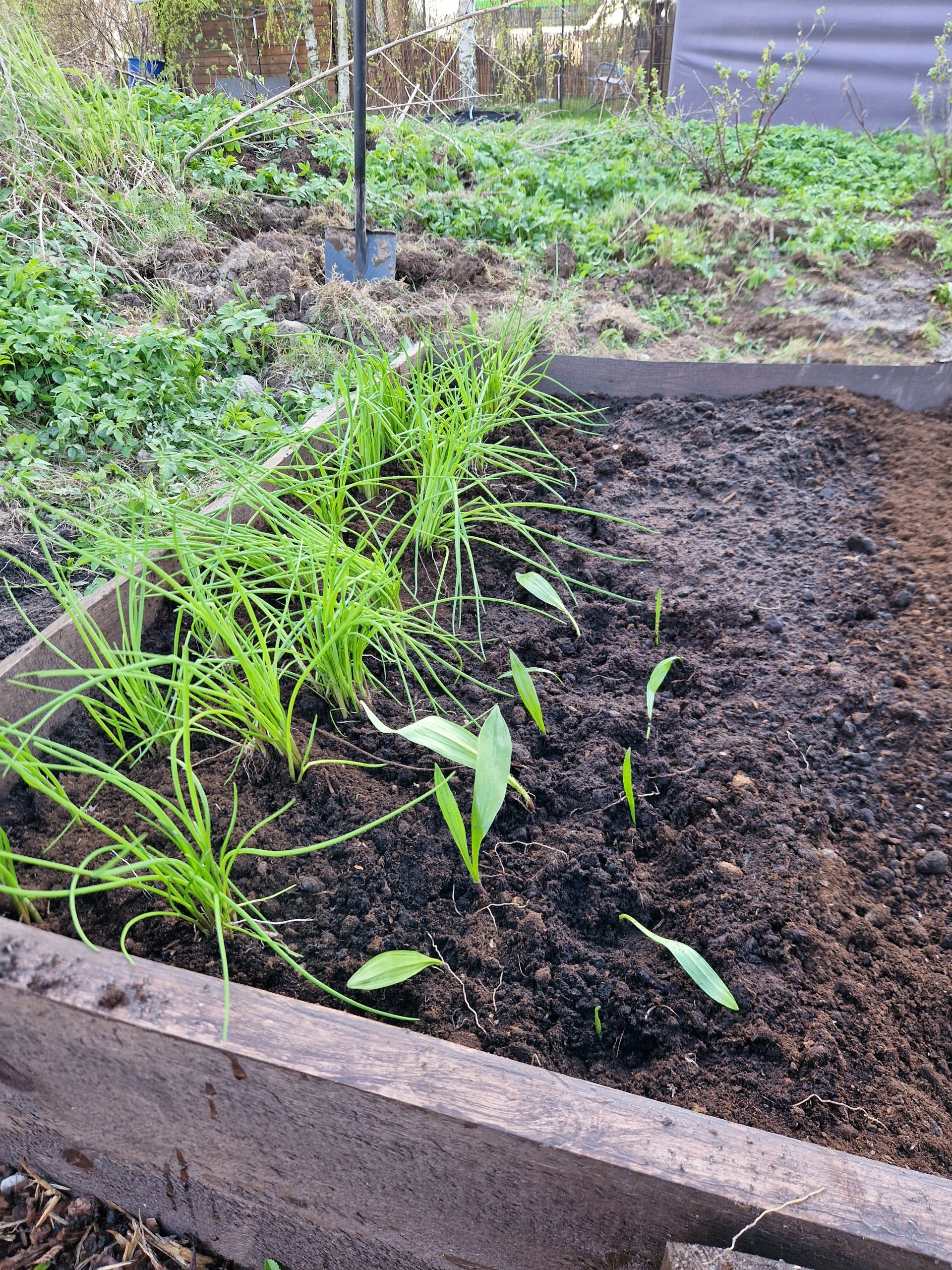 Raised Beds — 10